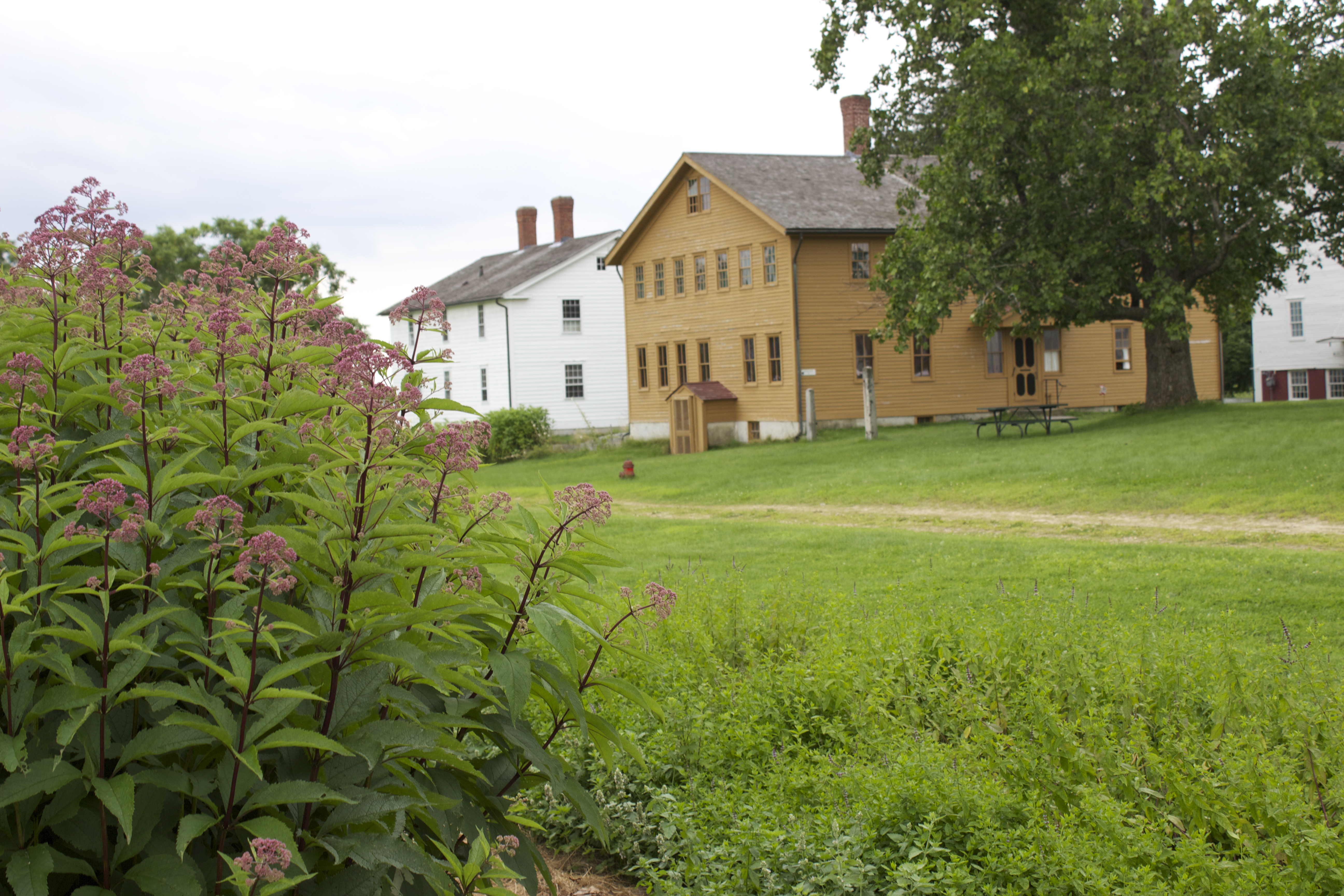 Tall 'Queen of the Meadow' plants on the left frame buildings at the Shaker Village in Canterbury, NH