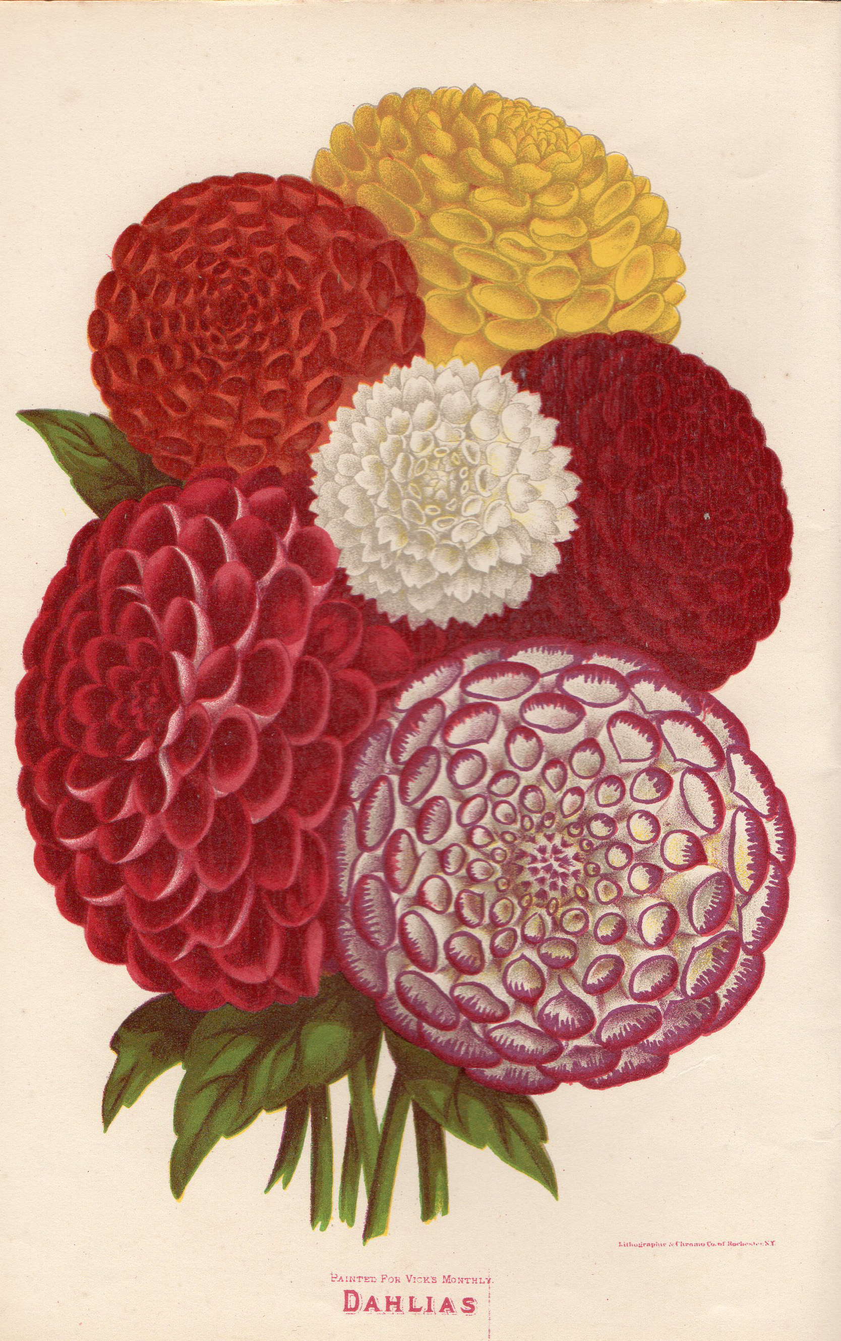 Chromolithograph from Vick's Illustrated Monthly, February 1878