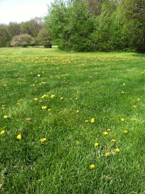 Dandelions in the green fields of Borner Botanical