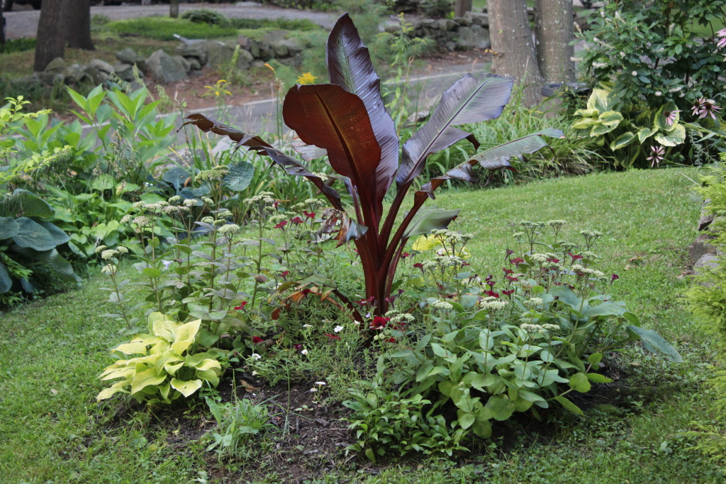 Banana plant in island bed