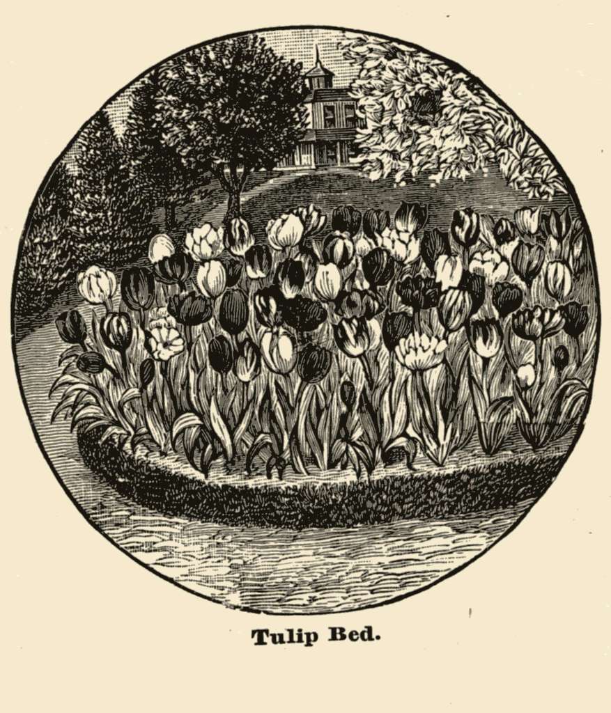 An illustration that appeared in the W. W. Rawson Seed Catalog of 1904