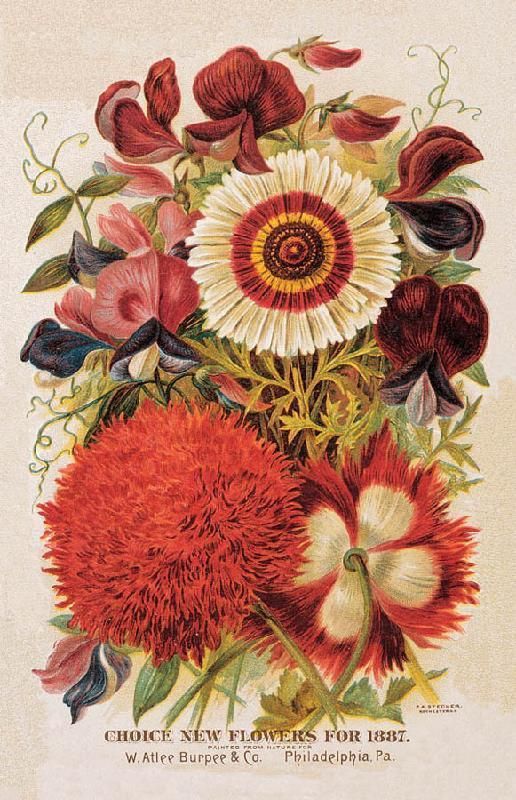 Victorian Flowers