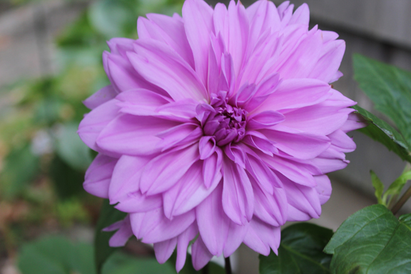 blue dahlia flower