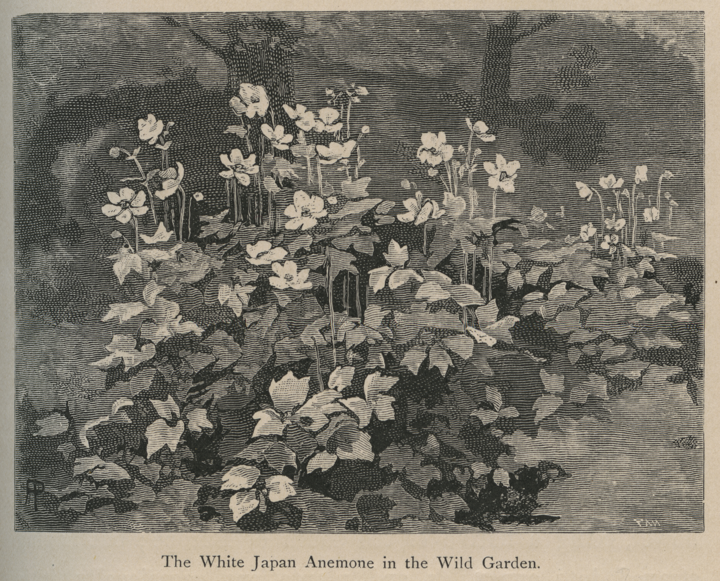 This illustration of a Japanese anemone in Robinson's The Wild Garden appeared later in American seed catalogs.