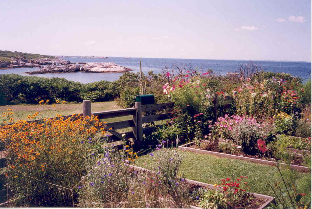 Celia Thaxter's island garden measures 50 feet by 15 feet.