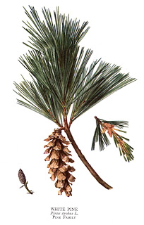 White Pine [courtesy of the RECOLLECTING NEMASKET blog]