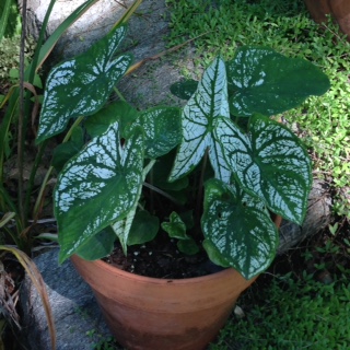 Caladium candidum growig in a pot on ledge in my garden
