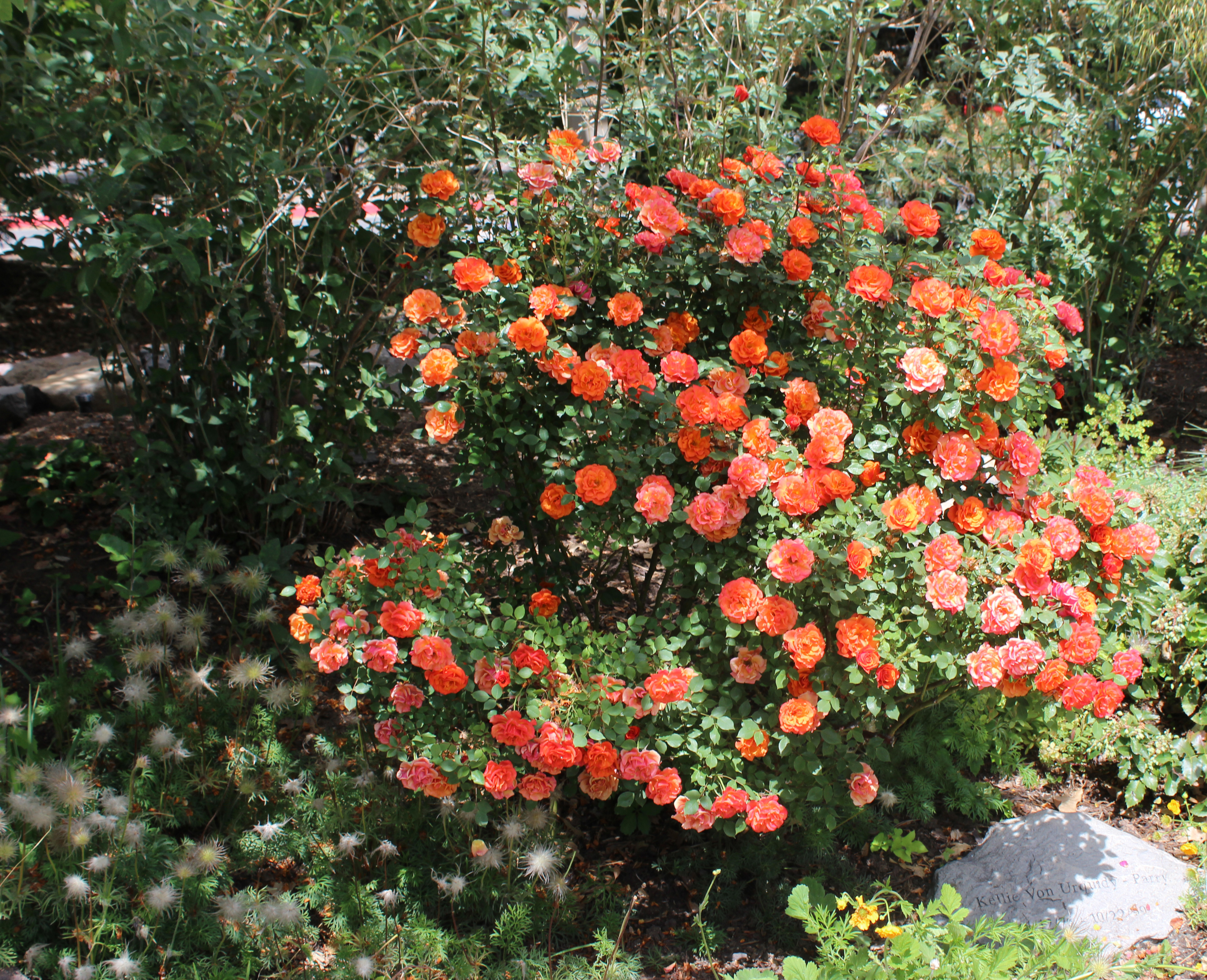 roses in the labyrinth garden in reno&